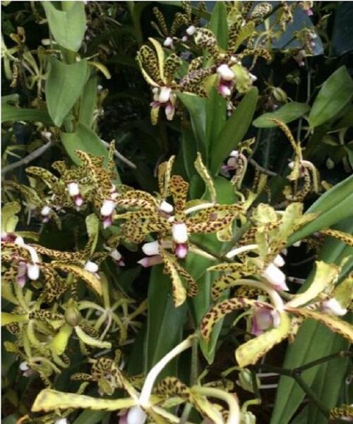 Les chroniques culturelles du RAFO Semaine du 22 février 2021